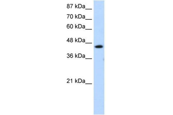 GTF2H4 Antikörper  (C-Term)