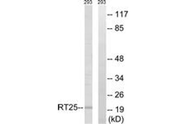 anti-Mitochondrial Ribosomal Protein S25 (MRPS25) (AA 124-173) antibody