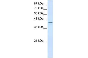 PCBP4 antibody used at 0.