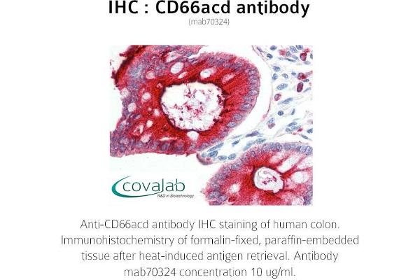 CD66acd Antikörper