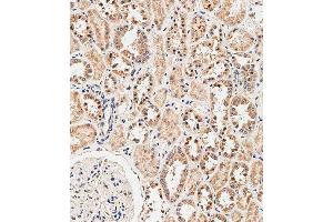 Immunohistochemical analysis of paraffin-embedded human kidney tissue using C performed on the Leica® BOND RXm.