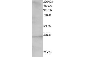 Image no. 1 for anti-Transcription Factor 19 (TCF19) (C-Term) antibody (ABIN185068)
