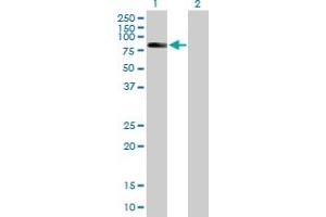 Image no. 1 for anti-Zinc Finger and BTB Domain Containing 3 (ZBTB3) (AA 1-574) antibody (ABIN529089)