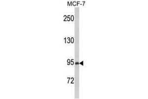 Image no. 1 for anti-Phosphatidylinositol-3,4,5-Trisphosphate-Dependent Rac Exchange Factor 1 (PREX1) (AA 573-602), (Middle Region) antibody (ABIN954296)