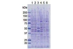 Image no. 1 for anti-Lysine (K)-Specific Demethylase 5A (KDM5A) (AA 1416-1434) antibody (ABIN3201015)