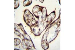 Image no. 2 for anti-Pygopus Homolog 1 (Drosophila) (PYGO1) (AA 389-417), (C-Term) antibody (ABIN954395)