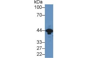 Image no. 2 for anti-Creatine Kinase, Muscle (CKM) (AA 11-367) antibody (ABIN1172308)