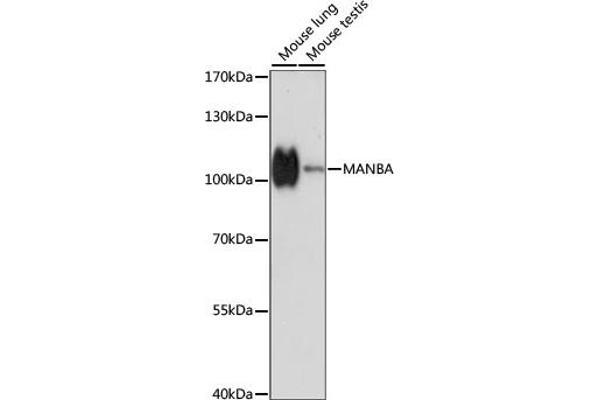 MANBA anticorps  (AA 18-300)