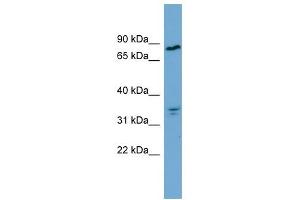 Image no. 1 for anti-N-Acylaminoacyl-Peptide Hydrolase (APEH) (Middle Region) antibody (ABIN631155)