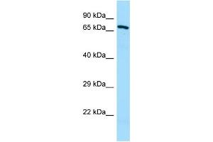 Image no. 1 for anti-Otopetrin 1 (OTOP1) (C-Term) antibody (ABIN2790271)