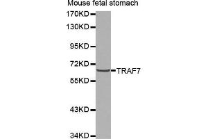 Image no. 2 for anti-TNF Receptor-Associated Factor 7 (TRAF7) antibody (ABIN3023478)