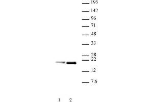 Image no. 2 for anti-Histone H3.1 (HIST1H3B) (pSer28), (Ser28) antibody (ABIN2668480)