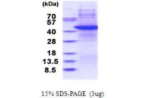 Image no. 1 for TAR (HIV-1) RNA Binding Protein 2 (TARBP2) (AA 1-345) protein (ABIN5853732)