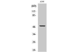 Image no. 1 for anti-Carboxypeptidase M (CPM) (Internal Region) antibody (ABIN3180555)