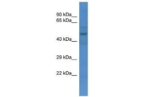 Image no. 1 for anti-Solute Carrier Family 16 (Monocarboxylic Acid Transporters), Member 3 (SLC16A3) (N-Term) antibody (ABIN2781562)
