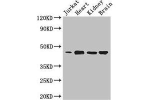 DOK2 antibody  (AA 123-412)