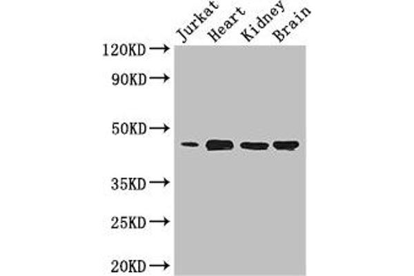 DOK2 antibody  (AA 123-412)
