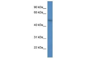Image no. 1 for anti-F-Box and WD Repeat Domain Containing 9 (FBXW9) (C-Term) antibody (ABIN926498)