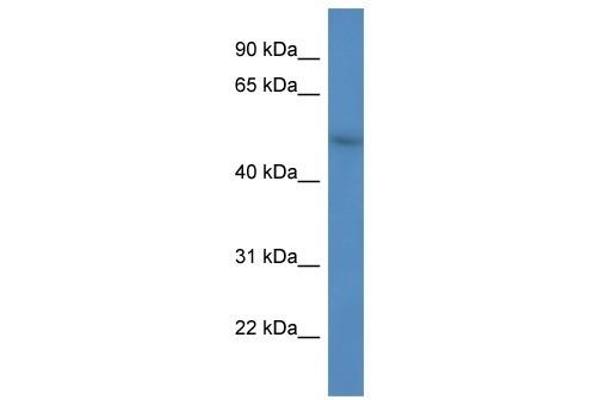 FBXW9 antibody  (C-Term)