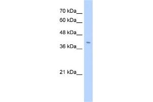 Image no. 1 for anti-Fibronectin Type III Domain Containing 3B (FNDC3B) (N-Term) antibody (ABIN2783881)