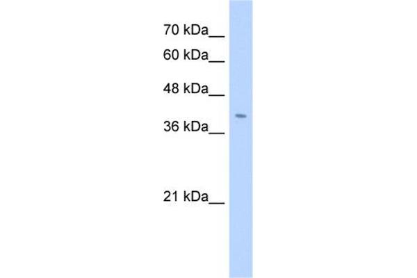 anti-Fibronectin Type III Domain Containing 3B (FNDC3B) (N-Term) antibody