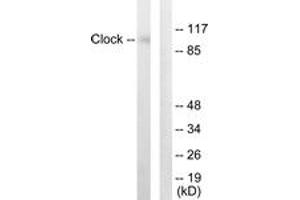 Image no. 1 for anti-Clock Homolog (Mouse) (CLOCK) (AA 241-290) antibody (ABIN1533501)