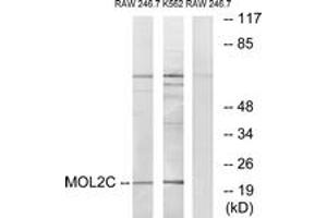 Image no. 1 for anti-MOB1, Mps One Binder Kinase Activator-Like 2C (MOBKL2C) (AA 81-130) antibody (ABIN1533967)