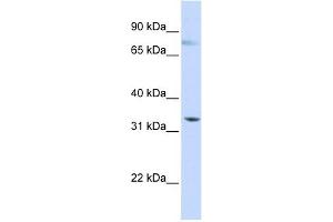 Image no. 1 for anti-Sialic Acid Binding Ig-Like Lectin 6 (SIGLEC6) (N-Term) antibody (ABIN634640)