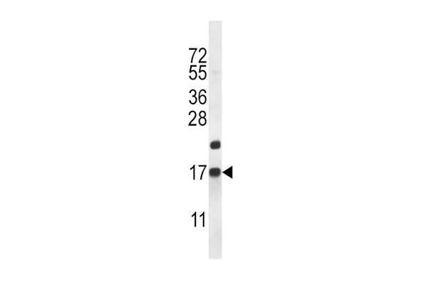 anti-CART Prepropeptide (CARTPT) (AA 26-55), (N-Term) antibody