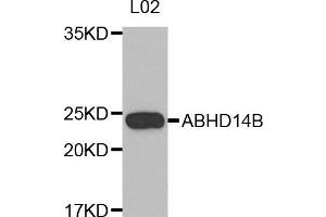 Image no. 1 for anti-Abhydrolase Domain Containing 14B (ABHD14B) antibody (ABIN1875615)
