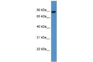 Image no. 1 for anti-Lysyl Oxidase-Like 3 (LOXL3) (Middle Region) antibody (ABIN2788388)