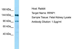 anti-RNA Polymerase II Associated Protein 1 (RPAP1) (N-Term) antibody
