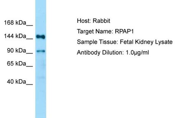 anti-RNA Polymerase II Associated Protein 1 (RPAP1) (N-Term) antibody