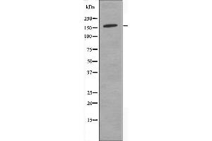 Western blot analysis of extracts from COLO205 cells, using SLK antibody.