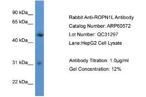 Image no. 2 for anti-Rhophilin Associated Tail Protein 1-Like (ROPN1L) (C-Term) antibody (ABIN2788497)