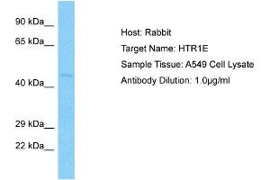 Image no. 1 for anti-Serotonin Receptor 1E (HTR1E) (N-Term) antibody (ABIN2779376)