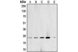 Western blot analysis of BCAS2 expression in MCF7 (A), A549 (B), SHSY5Y (C), PC12 (D), NIH3T3 (E) whole cell lysates.
