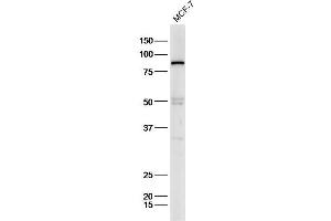 Image no. 4 for anti-Intercellular Adhesion Molecule 1 (ICAM1) (AA 251-300) antibody (ABIN707621)