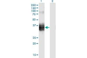 Image no. 1 for anti-Follistatin (FST) (AA 1-344) antibody (ABIN523878)