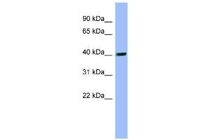 Image no. 1 for anti-Phosphatidylinositol-5-Phosphate 4-Kinase, Type II, alpha (PIP4K2A) (N-Term) antibody (ABIN2786798)