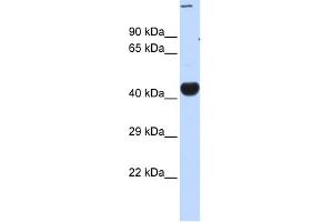 Image no. 1 for anti-CREB/ATF BZIP Transcription Factor (CREBZF) (Middle Region) antibody (ABIN2774980)