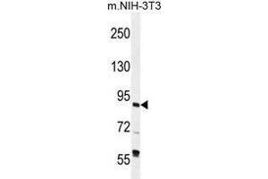 Image no. 2 for anti-General Transcription Factor IIIC, Polypeptide 4 (GTF3C4) (AA 221-252), (N-Term) antibody (ABIN952650)