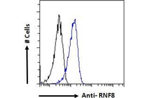 anti-Ring Finger Protein 8 (RNF8) (N-Term) antibody