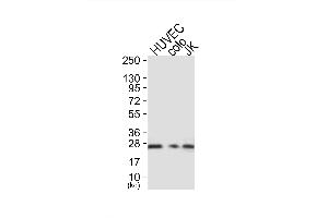 Image no. 2 for anti-Caveolin 1, Caveolae Protein, 22kDa (CAV1) antibody (ABIN1944910)