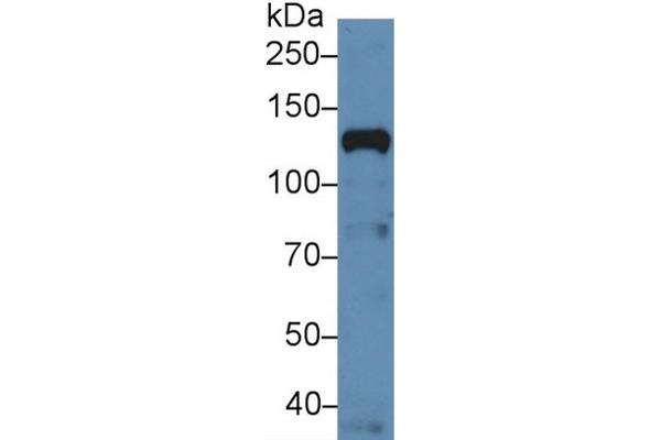 NUP133 antibody  (AA 899-1091)