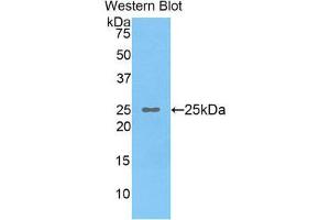 OSTF1 antibody  (AA 12-214)