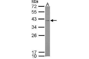 Image no. 4 for anti-Kallikrein 11 (KLK11) (Center) antibody (ABIN2855789)