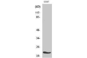 Image no. 1 for anti-Mitochondrial Ribosomal Protein L11 (MRPL11) (Internal Region) antibody (ABIN3185641)