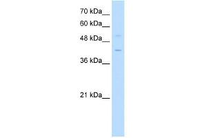 Image no. 1 for anti-Kruppel-Like Factor 1 (erythroid) (KLF1) (Middle Region) antibody (ABIN2777325)