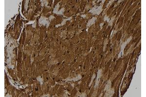 Image no. 2 for anti-Nuclear Factor (erythroid-Derived 2)-Like 2 (NFE2L2) (pSer344) antibody (ABIN6270220)